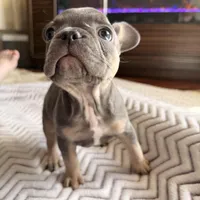 White Stripe, a female French Bulldog for sale in Campbellsport, WI – Photo 2 of 6