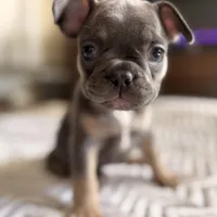 White Stripe, a female French Bulldog for sale in Campbellsport, WI – Photo 3 of 6