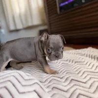 White Stripe, a female French Bulldog for sale in Campbellsport, WI – Photo 5 of 6