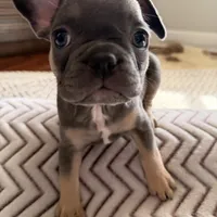 White Stripe, a female French Bulldog for sale in Campbellsport, WI – Photo 1 of 6