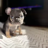 White Stripe, a female French Bulldog for sale in Campbellsport, WI – Photo 4 of 6