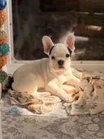 Zeke, a male French Bulldog for sale in Campbellsport, WI – 3 of 10