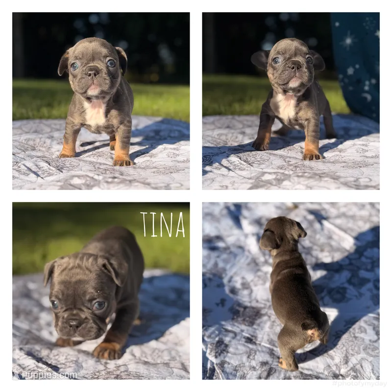Tina – French Bulldog puppy for sale in Campbellsport, WI