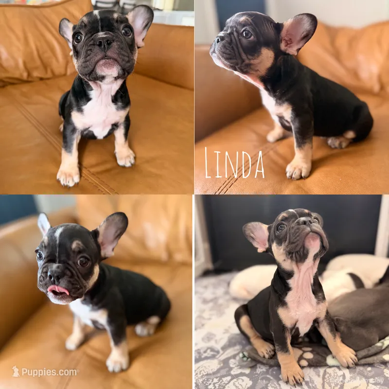 Linda – French Bulldog puppy for sale in Campbellsport, WI