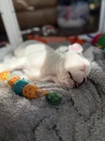 Zeke, a male French Bulldog for sale in Campbellsport, WI – 4 of 10