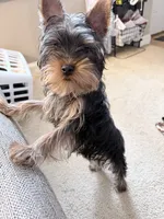 Vegeta, a male Yorkshire Terrier for sale in Norfolk, VA – 4 of 5