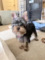 Vegeta, a male Yorkshire Terrier for sale in Norfolk, VA – 3 of 5