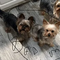 Vegeta, a male Yorkshire Terrier for sale in Norfolk, VA – 5 of 5