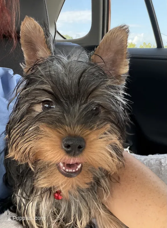 Vegeta – Yorkshire Terrier puppy for sale in Norfolk, VA
