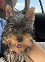 Vegeta, a male Yorkshire Terrier for sale in Norfolk, VA – 1 of 5