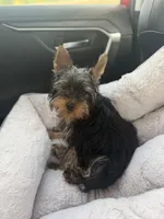Vegeta, a male Yorkshire Terrier for sale in Norfolk, VA – 2 of 5