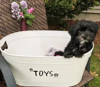 Shelton, a male Morkie for sale in Merrimack, NH – 3 of 5