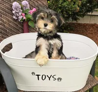 Chesney, a male Morkie for sale in Merrimack, NH – 4 of 5