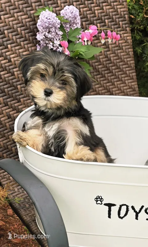 Chesney – Morkie puppy for sale in Merrimack, NH