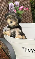 Chesney, a male Morkie for sale in Merrimack, NH – 2 of 5