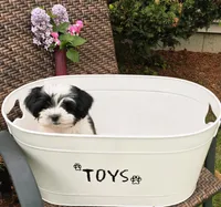 Oaklee, a female Morkie for sale in Merrimack, NH – 3 of 4