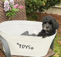 Shelton, a male Morkie for sale in Merrimack, NH – 2 of 5
