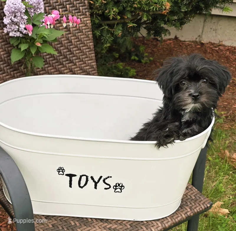 Shelton – Morkie puppy for sale in Merrimack, NH