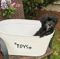 Shelton, a male Morkie for sale in Merrimack, NH – 1 of 5