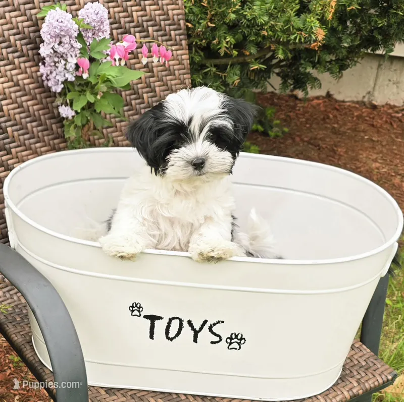 Oaklee – Morkie puppy for sale in Merrimack, NH