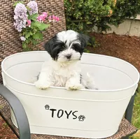 Oaklee, a female Morkie for sale in Merrimack, NH – 1 of 4