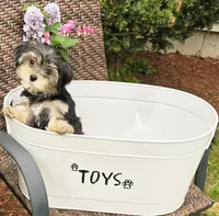 Chesney, a male Morkie for sale in Merrimack, NH – 3 of 5
