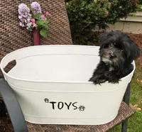 Shelton, a male Morkie for sale in Merrimack, NH – 4 of 5