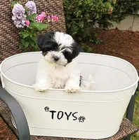 Oaklee, a female Morkie for sale in Merrimack, NH – 2 of 4