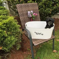 Shelton, a male Morkie for sale in Merrimack, NH – 5 of 5
