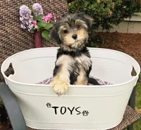 Chesney, a male Morkie for sale in Merrimack, NH – 1 of 5