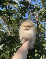 Jane  May ☀️, a female Pomeranian for sale in Sacramento, CA – 4 of 8