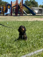 Ollie, a male Cavalier King Charles Spaniel for sale in Sacramento, CA – 5 of 5
