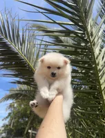 Leo, a male Pomeranian for sale in Sacramento, CA – 3 of 3