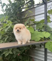 Roxy, a female Pomeranian for sale in Sacramento, CA – 5 of 6