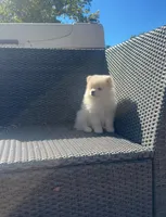 Romeo, a male Pomeranian for sale in Sacramento, CA – 2 of 7