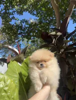 Jane  May ☀️, a female Pomeranian for sale in Sacramento, CA – 5 of 8