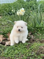 Ivy, a female Pomeranian for sale in Sacramento, CA – 2 of 4