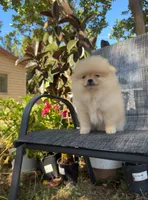 Amir, a male Pomeranian for sale in Sacramento, CA – 3 of 6