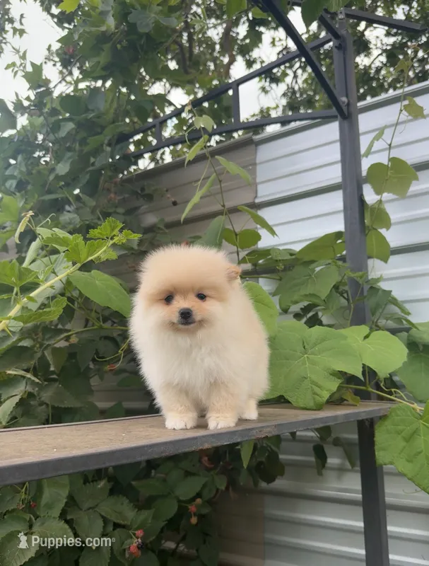 Roxy – Pomeranian puppy for sale in Sacramento, CA
