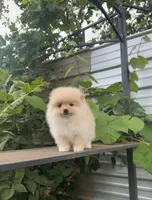 Roxy, a female Pomeranian for sale in Sacramento, CA – 1 of 6