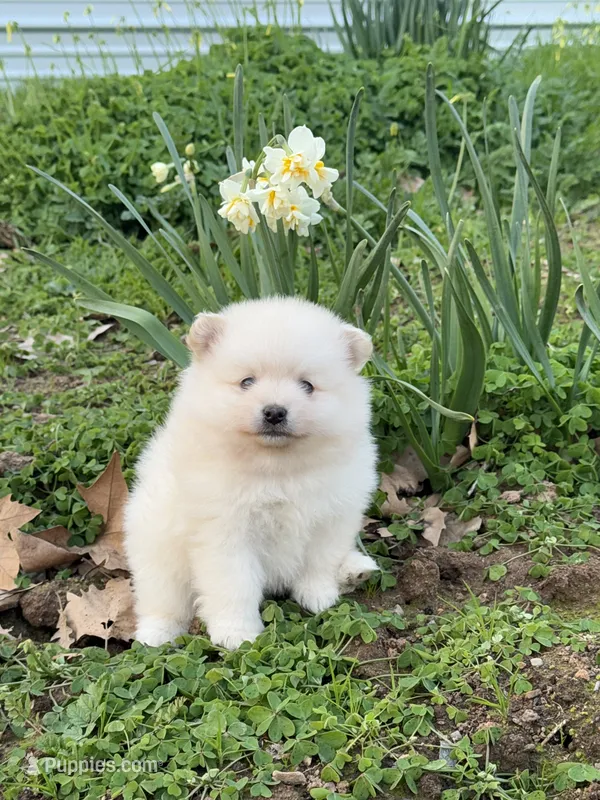 Ivy – Pomeranian puppy for sale in Sacramento, CA