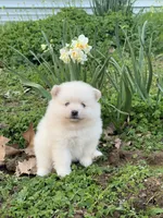 Ivy, a female Pomeranian for sale in Sacramento, CA – 1 of 4