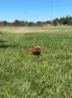 Oliver, a male Cavalier King Charles Spaniel for sale in Sacramento, CA – 4 of 5