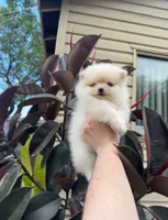 Jane, a female Pomeranian for sale in Sacramento, CA – 3 of 3