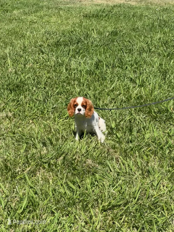 Jack – Cavalier King Charles Spaniel puppy for sale in Sacramento, CA