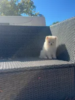 Romeo, a male Pomeranian for sale in Sacramento, CA – 6 of 7