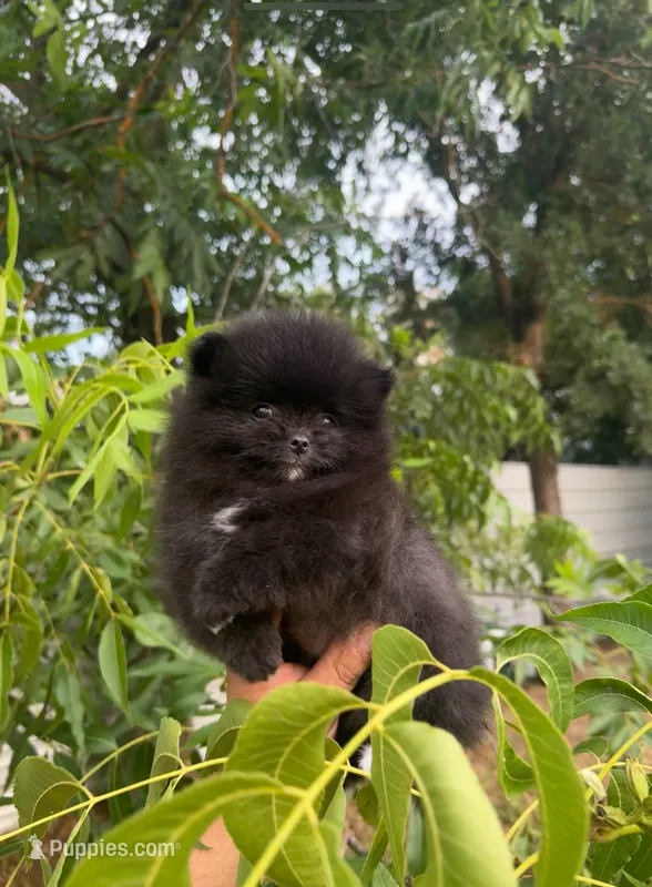 Belle Grace – Pomeranian puppy for sale in Sacramento, CA