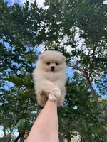 Danny, a male Pomeranian for sale in Sacramento, CA – 4 of 4