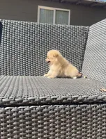 Olivia🩷🌿, a female Pomeranian for sale in Sacramento, CA – 5 of 5