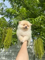 Cookie, a male Pomeranian for sale in Sacramento, CA – 2 of 9